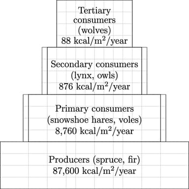 Energy transfer in a boreal forest ecosystem — AP Environmental Science